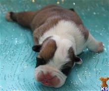 english bulldog puppy posted by Kimberly Jones